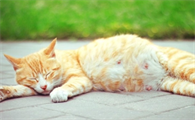 母猫怀孕乳腺增生怎么办