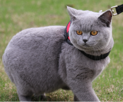 英短蓝猫为什么不建议养 英短蓝猫为什么不建议养