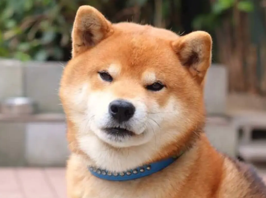 柴犬属于小型还是中型