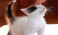 猫咪尾巴竖起来颤动还叫是怎么了
