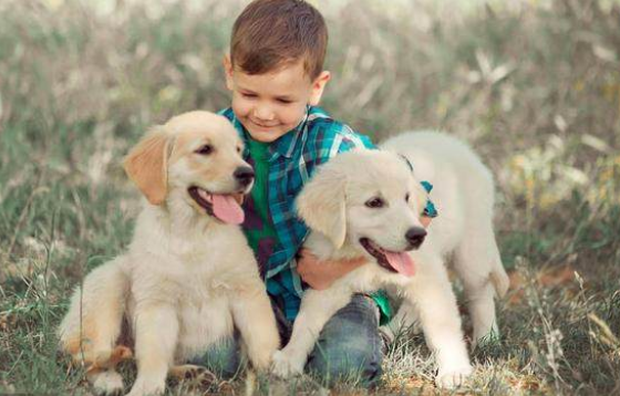拉布拉多幼犬抵抗力怎么样 拉布拉多幼犬抵抗力怎么样