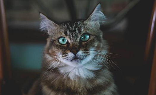 猫咪多久体外驱虫一次 猫咪多久体外驱虫一次