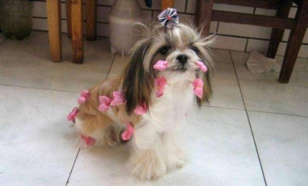 西施犬怎么看纯不纯 西施犬怎么看纯不纯