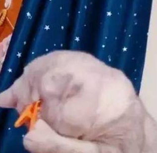 铲屎官使坏,用夹子夹住猫咪的脑袋,猫:主人,你给朕过来! 铲屎官使坏,用夹子夹住猫咪的脑袋,猫:主人,你给朕过来!