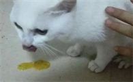 猫咪呕吐黄色液体是怎么回事吃什么药