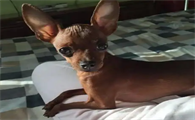 小鹿犬好养吗,小鹿犬有哪些缺点