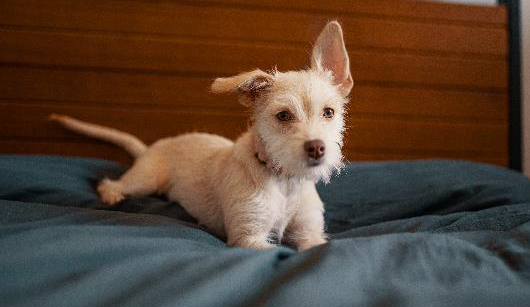 中华田园犬是什么狗
