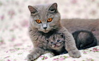给猫驱虫用什么牌子的驱虫药好一点