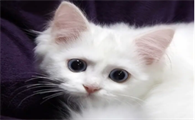 猫咪大便带血怎么回事
