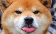 柴犬是中华田园犬的一种吗