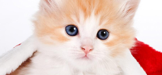 小猫能喝纯牛奶吗 小猫能喝纯牛奶吗