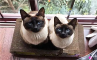 世界上智商最高的猫十大排名
