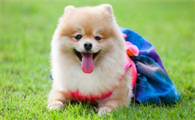 博美犬一般多少钱一只