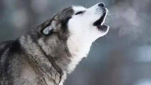 哈士奇为什么会狼嚎