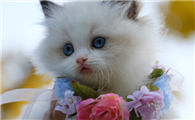 猫咪体外驱虫猫咪舔了有事吗