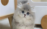 母猫胎盘滞留多久能排出体外