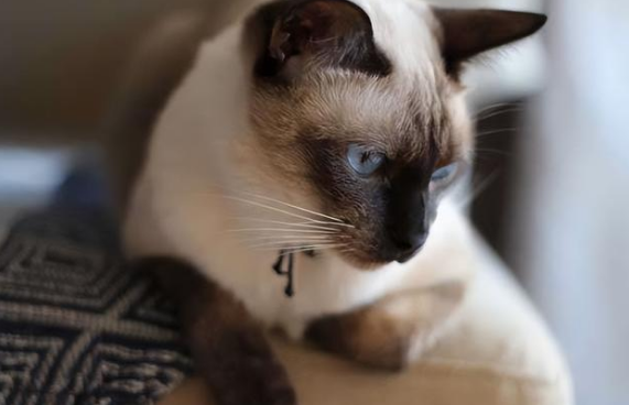 纯种暹罗猫的眼睛一般都是蓝色的,颜色为深蓝色或湖蓝色,眼睛大小适中