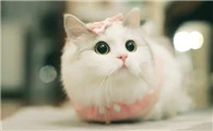 猫尿道增生什么症状