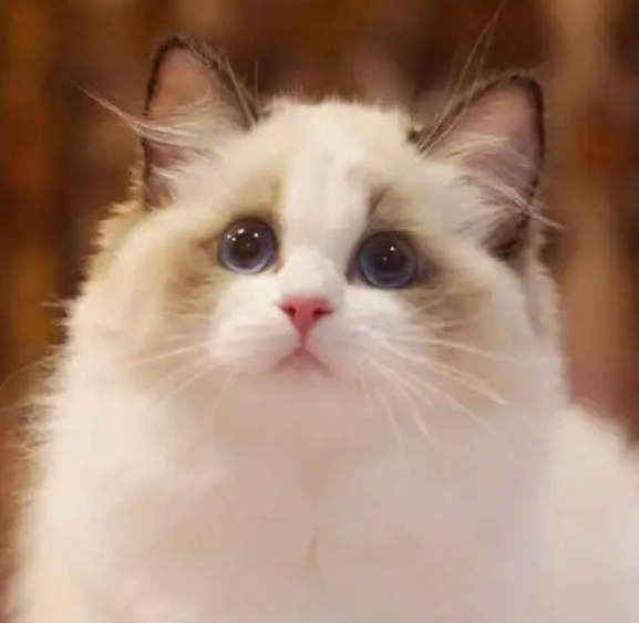 布偶猫独自在家会孤独吗 布偶猫独自在家会孤独吗