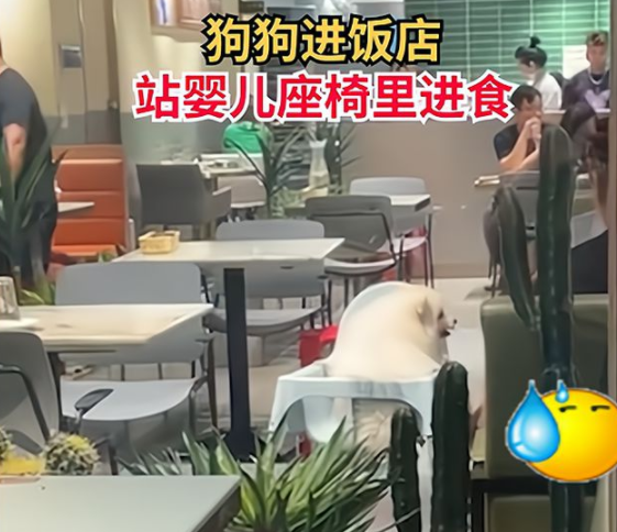 市民带宠物狗进饭店站婴儿座椅里进食、遭网友们狂吐槽 市民带宠物狗进饭店站婴儿座椅里进食、遭网友们狂吐槽