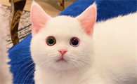 母猫生产完后肚子里的硬块是子宫吗