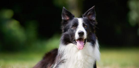 澳大利亚牧羊犬和边牧的区别