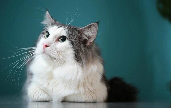 和缅因猫很像的品种 和缅因猫很像的品种
