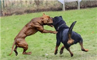 比特犬和罗威纳哪个厉害