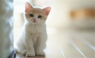 猫咪乳房旁边有黑色点点