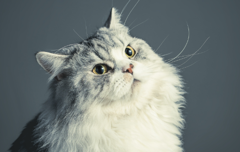 猫喷出褐色液体很臭怎么回事