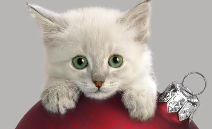 猫用了蚤立清中毒症状会好吗