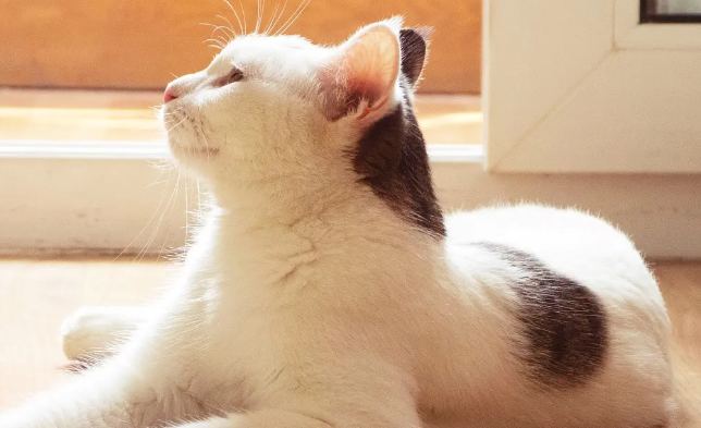 猫咪身上有凸起的包怎么回事