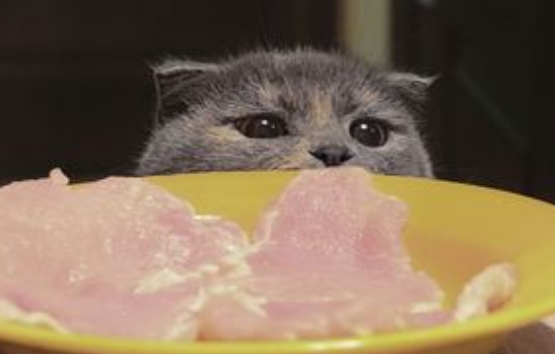  誰說貓咪要吃素？它可是純粹的肉食性動物