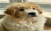 狗狗耳毛怎么拔下来