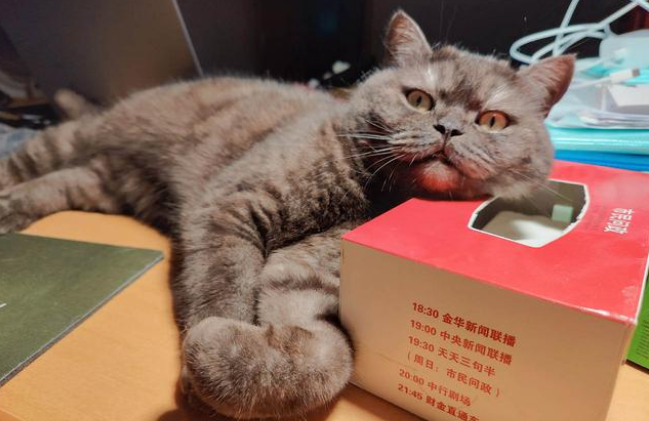 黑球开心得喵喵叫:中鲨醇鲜猫粮和豆腐猫砂使用体验 黑球开心得喵喵叫:中鲨醇鲜猫粮和豆腐猫砂使用体验