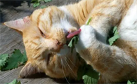 猫吃猫薄荷有害处吗为什么