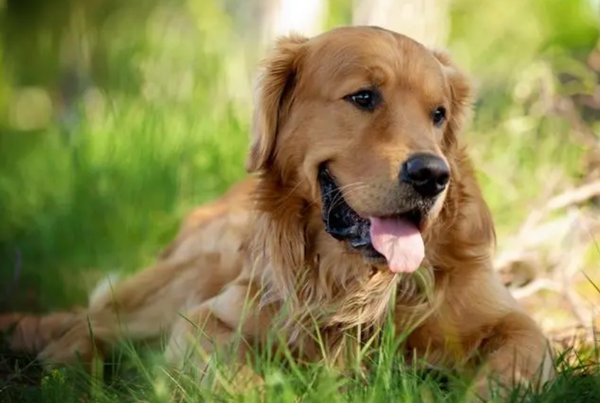 金毛犬吃什么食物最好