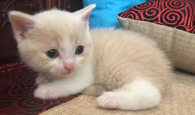 猫可以闻花露水吗