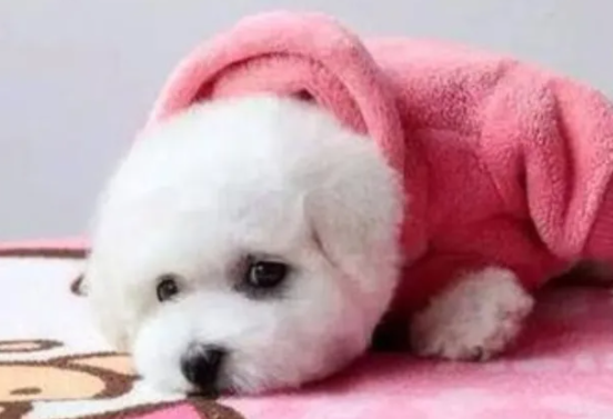 比熊拉肚子怎么办吃什么药 比熊拉肚子怎么办吃什么药