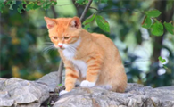 2个月的小猫咪拉稀是怎么回事呀