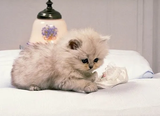 如何分辨小猫长大是否包子脸