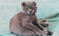 三个月的猫正常体重是多少公斤