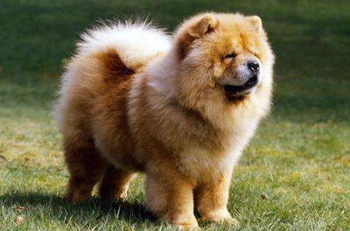 熊狮犬和松狮犬哪个好