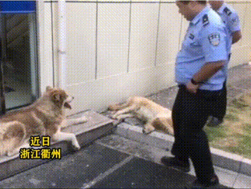 两只大狗紧跟警车来到派出所,会握手听从指令,一查身份让人意外 两只大狗紧跟警车来到派出所,会握手听从指令,一查身份让人意外