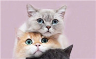 猫一直发出咕噜咕噜的声音