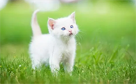 杯状病毒猫咪会传染别的猫吗