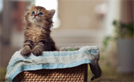 小猫一只眼睛流眼泪有眼屎怎么回事啊
