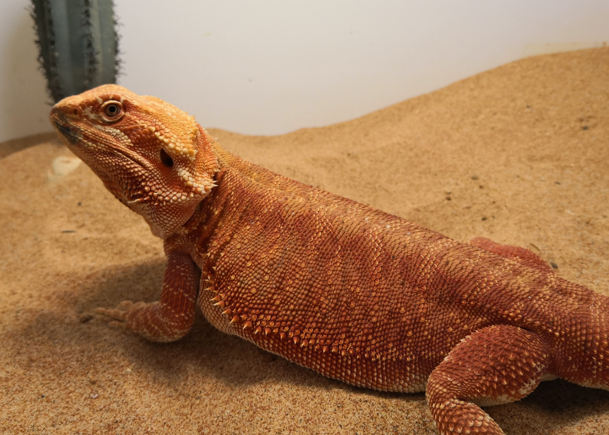 鬃狮蜥的食物以昆虫和植物为主,常栖息于森林甚至沙漠等各种地方,当