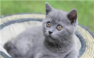 猫传腹患病率高吗