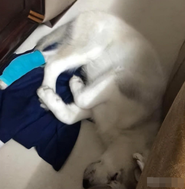 哈士奇太好色,看见楼下有美女,一激动直接跳下去摔骨折了 哈士奇太好色,看见楼下有美女,一激动直接跳下去摔骨折了